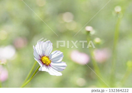秋の風に踊る妖精のように揺れる色とりどりのコスモスの花たち 132364222