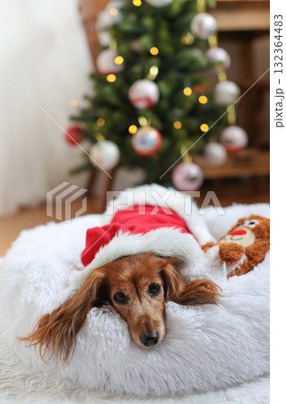 クリスマスを楽しむダックスフンド クリスマスを楽しむダックスフンド 132364483
