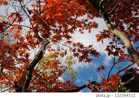 青空と色づいた紅葉 132364512