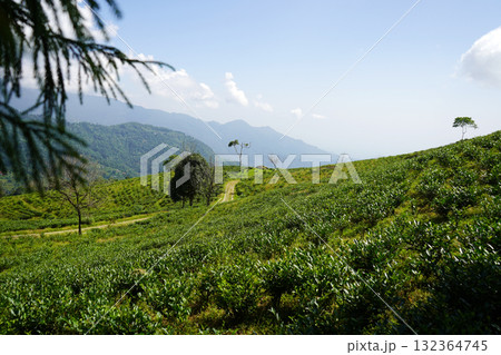 Green Tea Plantation Slopes with a Winding Path and Mountain Horizon at Sherpagaon kalimpong 132364745