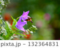 桔梗の蜜を吸うホシホウジャク 132364831