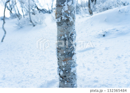 雪山の幹 132365484