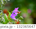 キキョウの蜜を吸うホシホウジャク 132365647