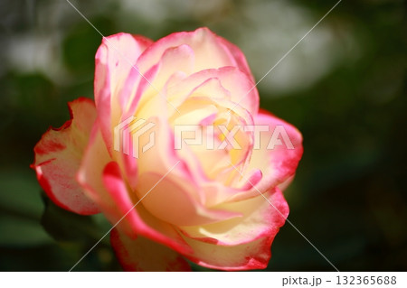 薔薇の香り漂う 薔薇の香り漂う 132365688