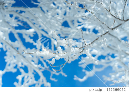 冬の赤城山の雪持ち06 132366052