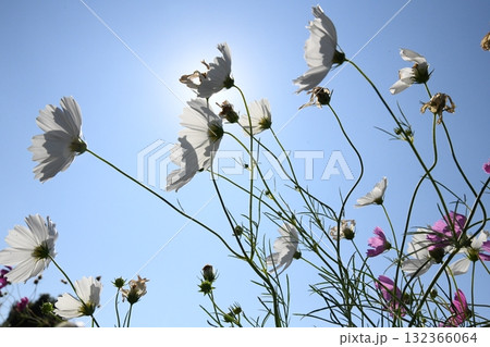 青空に舞う白いコスモス 132366064