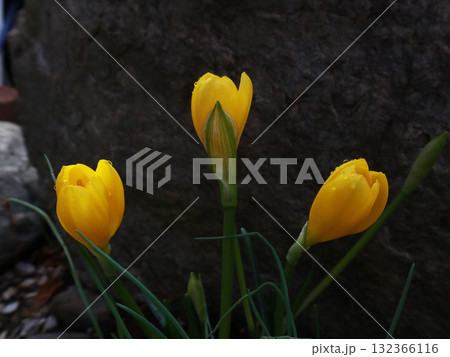 キバナタマスダレ 132366116