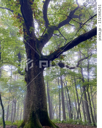 もやの中の大きな大楢の木（ip20251015084607） 132366261