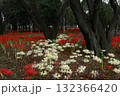 曼珠沙華　風景 132366420