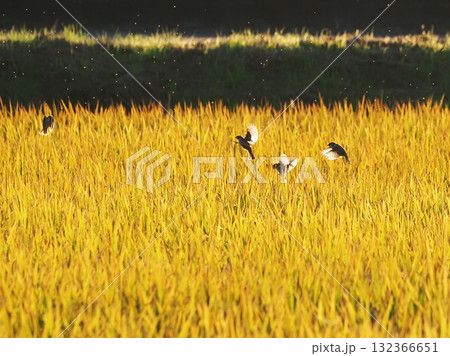 黄昏時の稲穂にスズメ 黄昏時の稲穂にスズメ 132366651