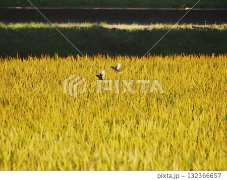 黄昏時の稲穂にスズメ 132366657
