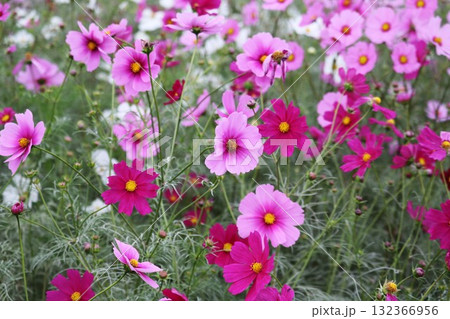 風に揺れるコスモスの花 秋の風景 風に揺れるコスモスの花 秋の風景 132366956