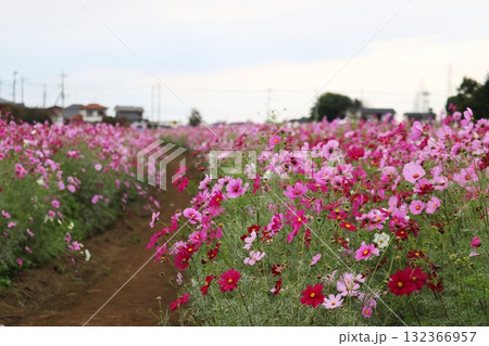 風に揺れるコスモスの花　秋の風景 132366957