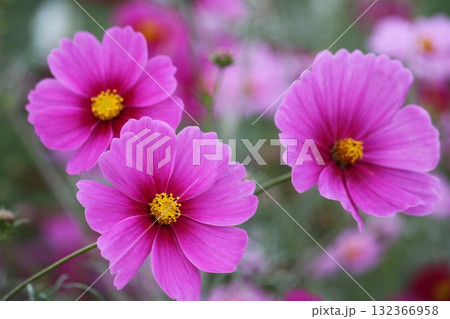風に揺れるコスモスの花 秋の風景 風に揺れるコスモスの花 秋の風景 132366958
