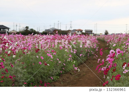 風に揺れるコスモスの花　秋の風景 132366961