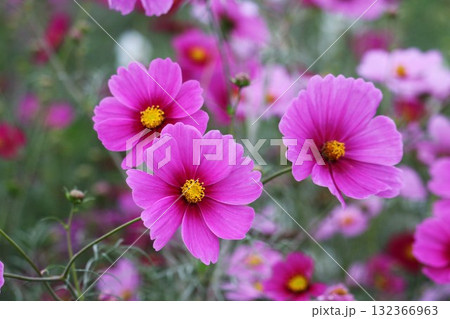 風に揺れるコスモスの花 秋の風景 風に揺れるコスモスの花 秋の風景 132366963