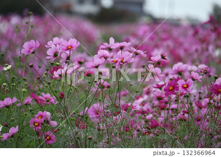 風に揺れるコスモスの花 秋の風景 風に揺れるコスモスの花 秋の風景 132366964