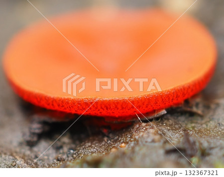 まるで人工物のような色と形のきのこの側面（20251015110213） 132367321