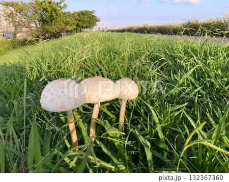 荒川の土手に生えていた白い大きなキノコ 132367360