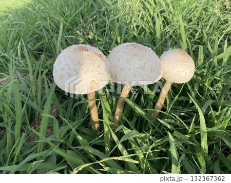 荒川の土手に生えていた白い大きなキノコ 荒川の土手に生えていた白い大きなキノコ 132367362