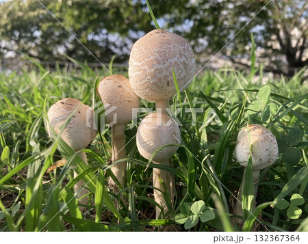 荒川の土手に生えていた白い大きなキノコ 132367364