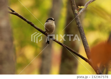 紅葉の高原、枝先にとまる綿を丸めたような体に長い尾の小鳥、エナガ 132367378