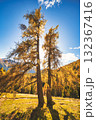 Two larches in the meadow in autumn Two larches in the meadow in autumn 132367416