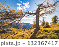 Broken larch in the mountains in autumn Broken larch in the mountains in autumn 132367417