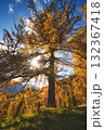 Autumn larch with the sun filtering through the branches Autumn larch with the sun filtering through the branches 132367418