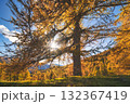 Autumn larch with the sun filtering through the branches Autumn larch with the sun filtering through the branches 132367419