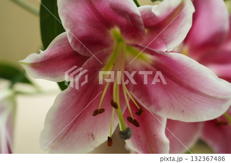 oriental hybrid lilies bloom with pink petals and sweet fragrance 132367486