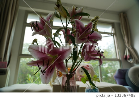 oriental hybrid lilies bloom with pink petals and sweet fragrance 132367488