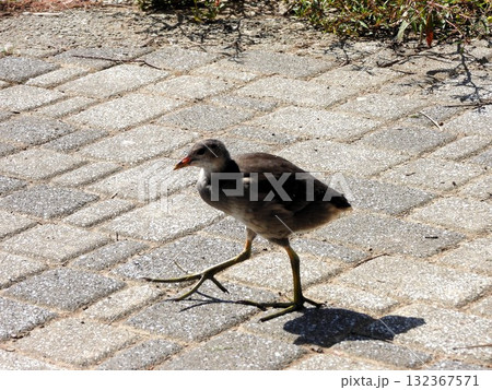 親水公園の舗道を歩くバンの幼鳥 132367571