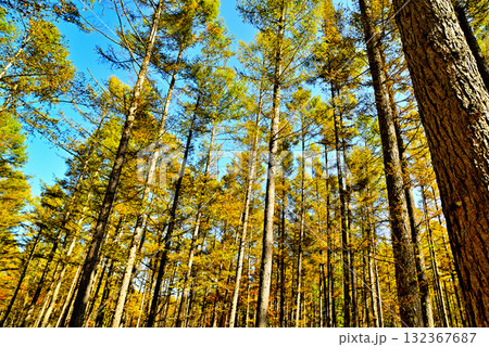 奥日光紅葉 小田代ヶ原 奥日光紅葉 小田代ヶ原 132367687