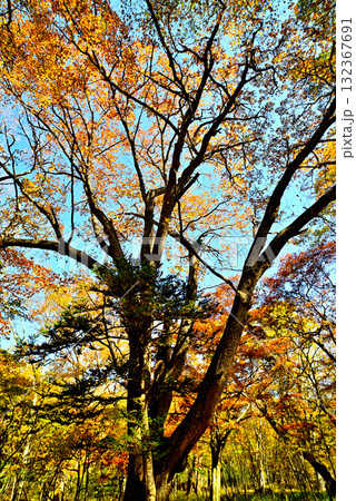 奥日光紅葉 小田代ヶ原 奥日光紅葉 小田代ヶ原 132367691