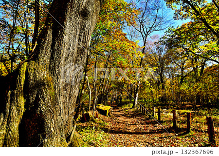 奥日光紅葉 小田代ヶ原 奥日光紅葉 小田代ヶ原 132367696