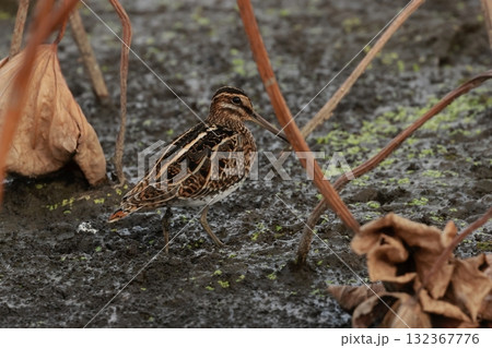 晩秋の蓮田にいる、ジシギの仲間で長い嘴のタシギ 晩秋の蓮田にいる、ジシギの仲間で長い嘴のタシギ 132367776