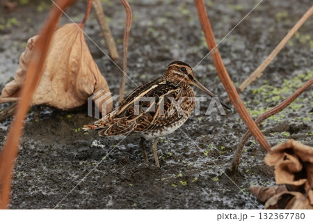 晩秋の蓮田にいる、ジシギの仲間で長い嘴のタシギ 132367780