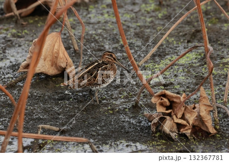 晩秋の蓮田にいる、ジシギの仲間で長い嘴のタシギ 132367781