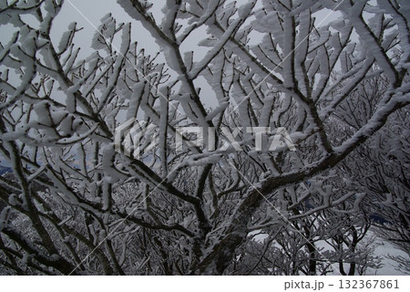 厳寒期の御在所の峠では、強風が吹き荒れた翌日に樹氷が見られます。 132367861