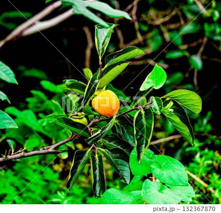 Persimmon tree with Ripe orange persimmons fruit in autumn garden in Korea Persimmon tree with Ripe orange persimmons fruit in autumn garden in Korea 132367870