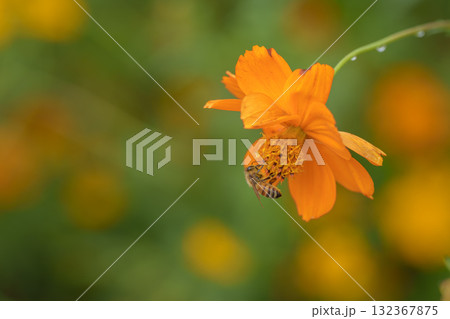キバナコスモスの蜜を吸うミツバチ キバナコスモスの蜜を吸うミツバチ 132367875