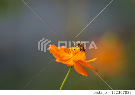 キバナコスモスの蜜を吸うミツバチ キバナコスモスの蜜を吸うミツバチ 132367885