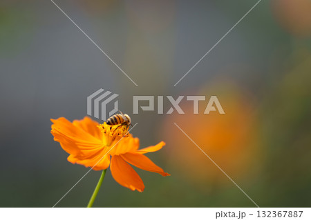 キバナコスモスの蜜を吸うミツバチ キバナコスモスの蜜を吸うミツバチ 132367887
