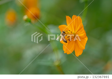 キバナコスモスの蜜を吸うミツバチ キバナコスモスの蜜を吸うミツバチ 132367891
