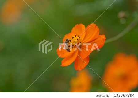 キバナコスモスの蜜を吸うミツバチ 132367894