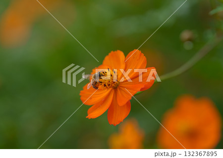 キバナコスモスの蜜を吸うミツバチ キバナコスモスの蜜を吸うミツバチ 132367895