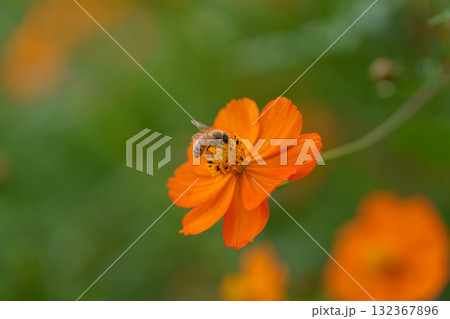 キバナコスモスの蜜を吸うミツバチ 132367896
