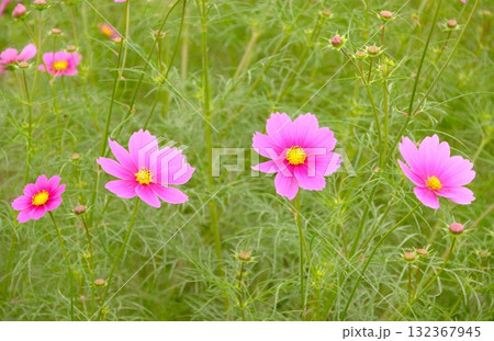 秋の花のピンク色のコスモスがこっちを向いて咲いています 132367945
