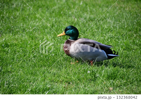 アモーレ庭園のカモ 132368042